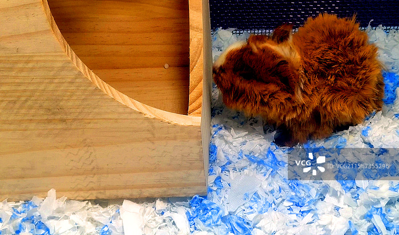 动物、宠物、泰迪豚鼠图片素材