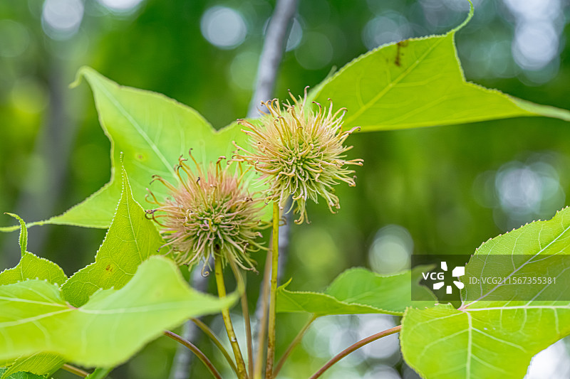 枫香树头状果序特写 球形 枫香木 蕈树科枫香树属落叶乔木 上海浦东世纪公园植物图鉴图片素材