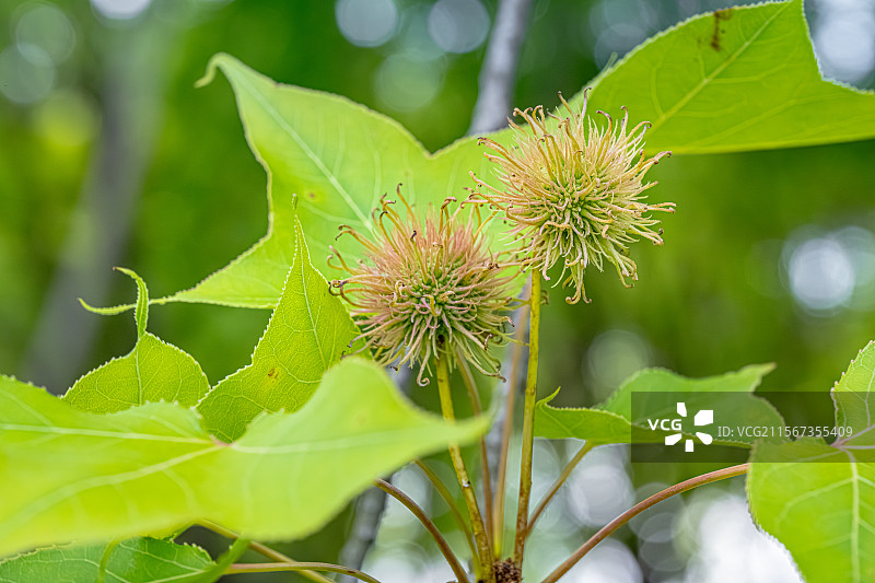 枫香树头状果序特写 球形 枫香木 蕈树科枫香树属落叶乔木 上海浦东世纪公园植物图鉴图片素材