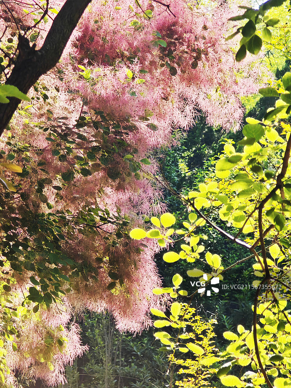 黄栌花烟树花图片素材