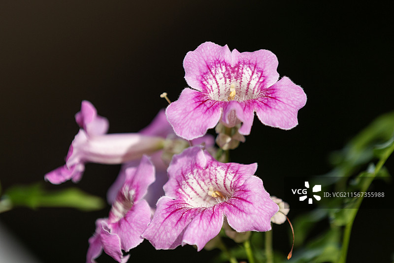 黑色背景下的粉色非洲凌霄花图片素材