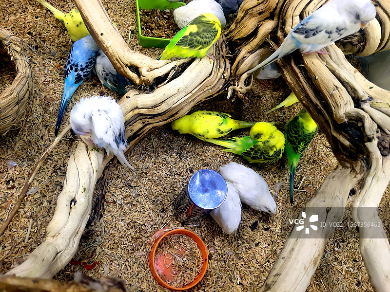 动物、宠物、手养鹦鹉图片素材