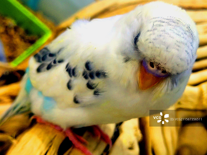 动物、宠物、手养鹦鹉图片素材