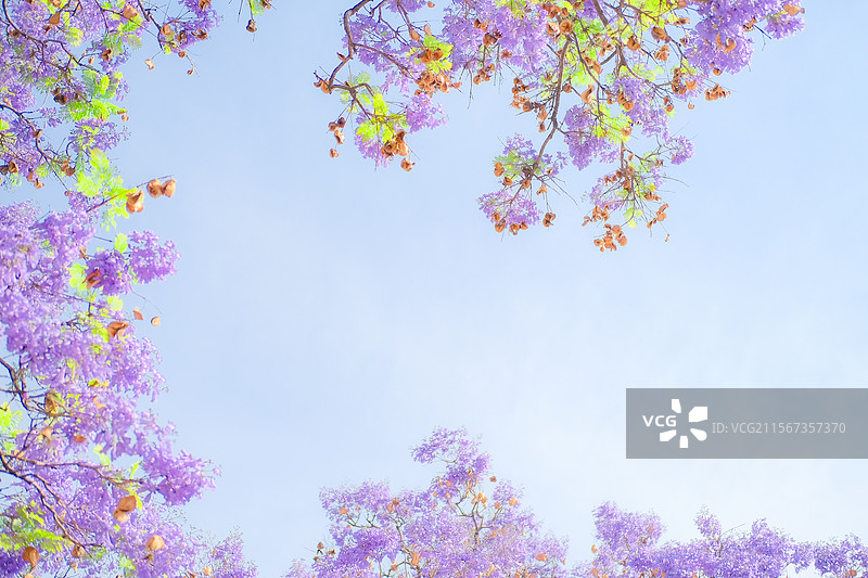 西昌航天北路蓝花楹图片素材