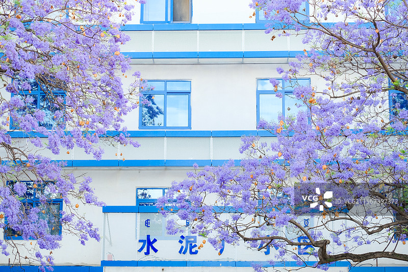 西昌航天北路蓝花楹图片素材