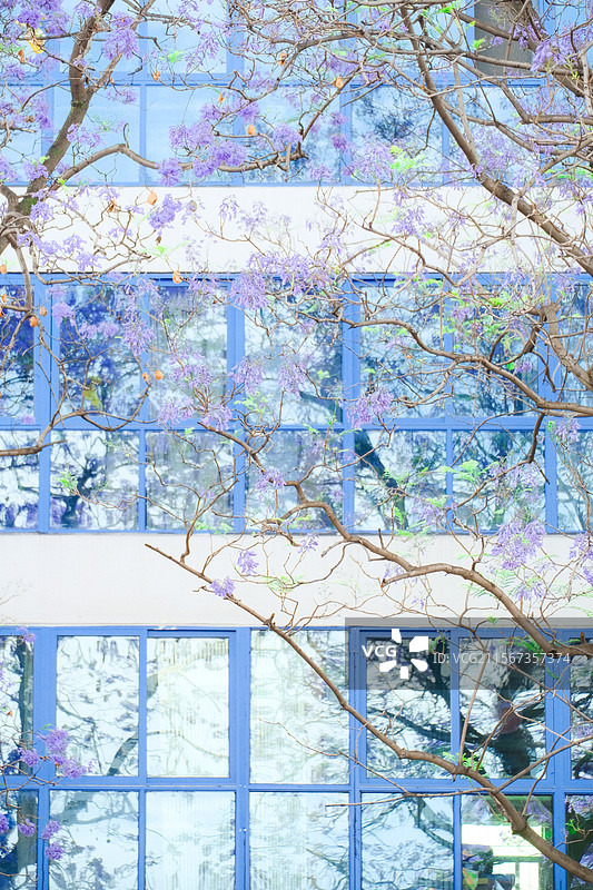 西昌航天北路蓝花楹图片素材