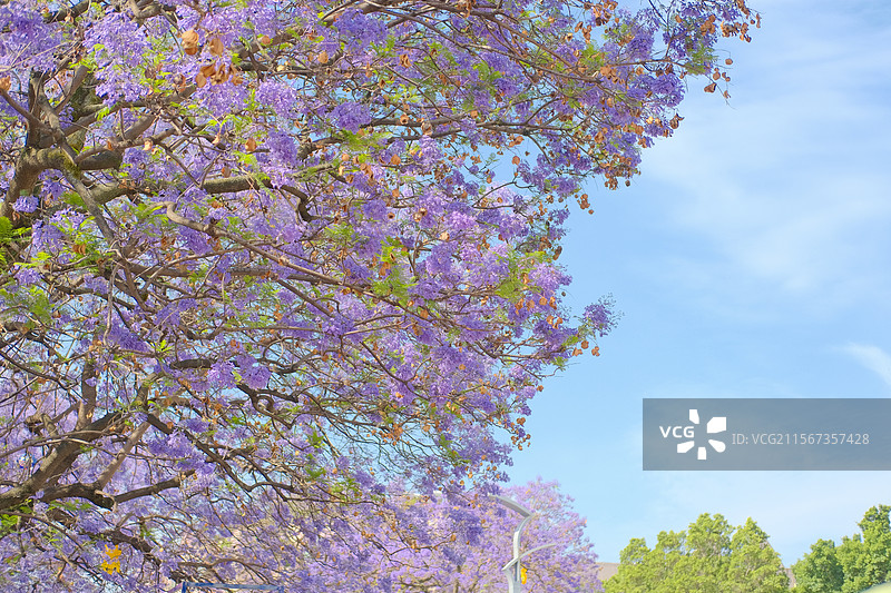 西昌航天北路蓝花楹图片素材