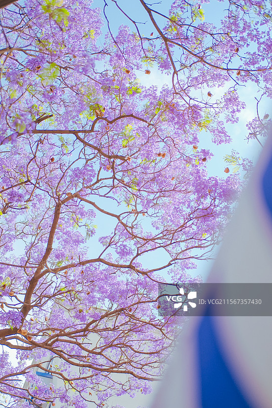 西昌航天北路蓝花楹图片素材