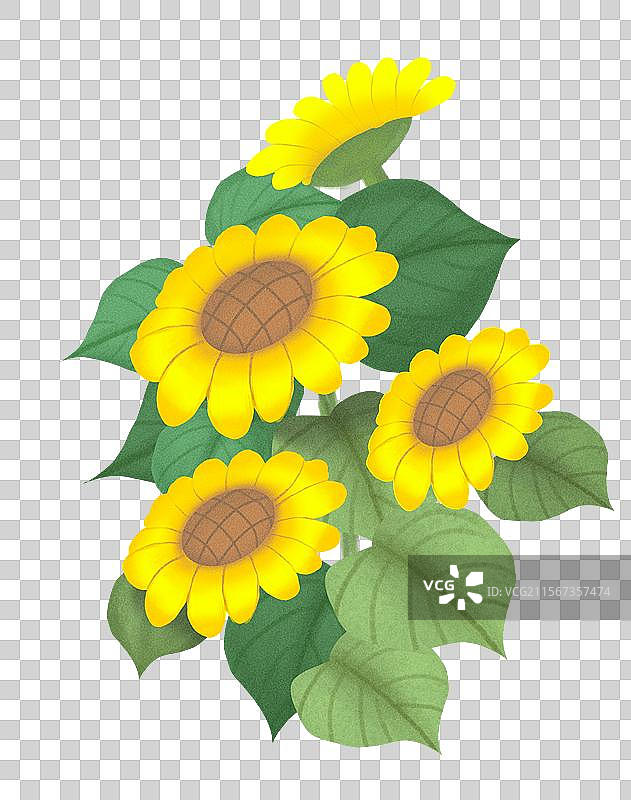 向日葵插画图片素材
