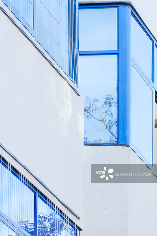 西昌航天北路蓝花楹图片素材