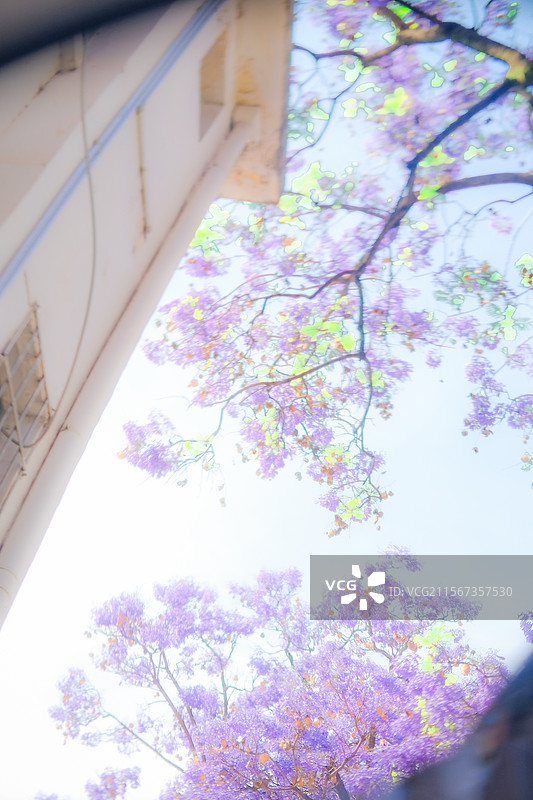 西昌航天北路蓝花楹图片素材