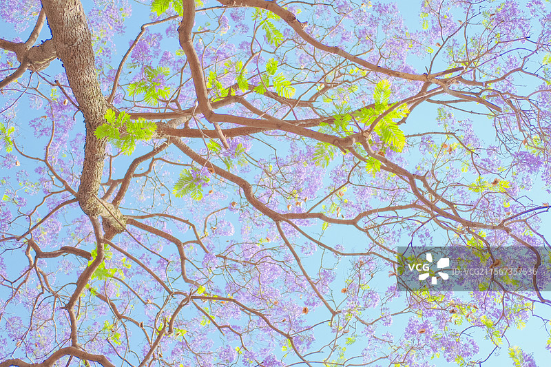 西昌航天北路蓝花楹图片素材