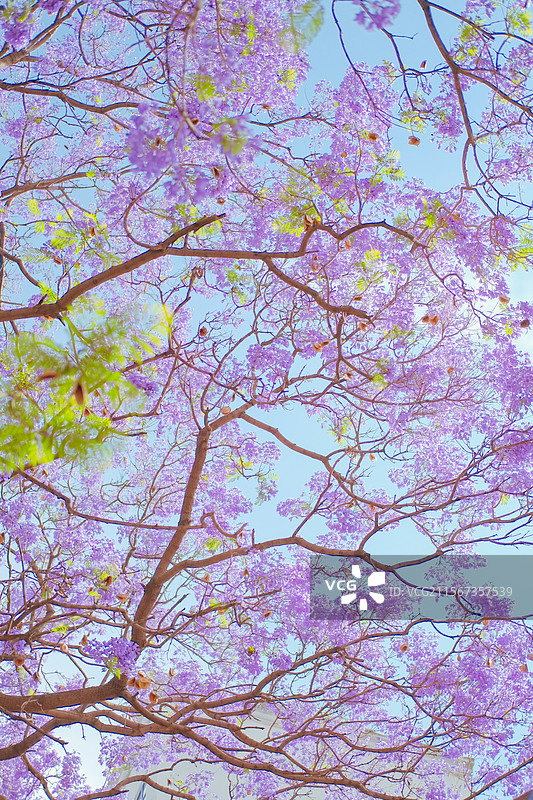 西昌航天北路蓝花楹图片素材