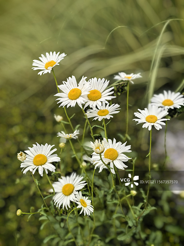 上海滨江清新脱俗的小菊花图片素材