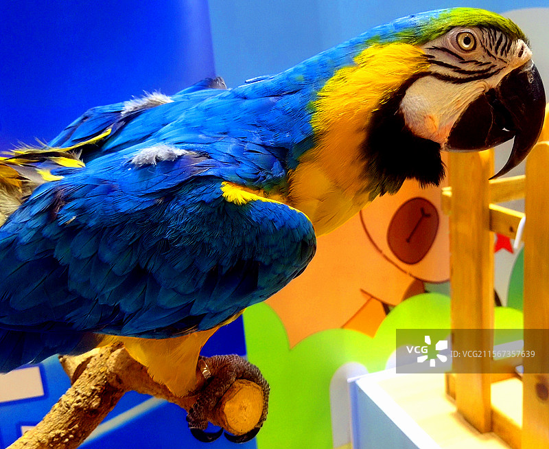 动物、宠物、金刚鹦鹉图片素材