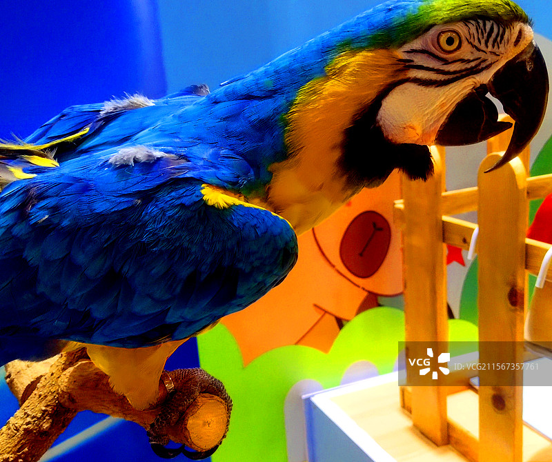 动物、宠物、金刚鹦鹉图片素材