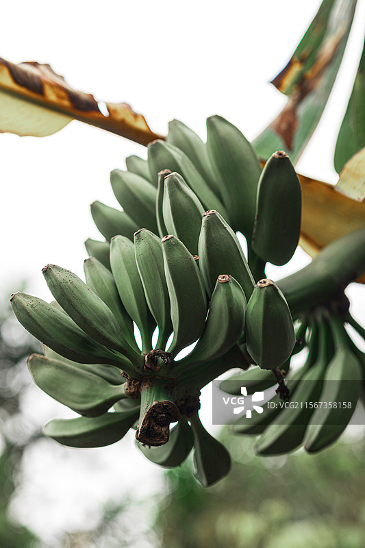 尚未成熟的树上生长的绿色香蕉特写镜头图片素材