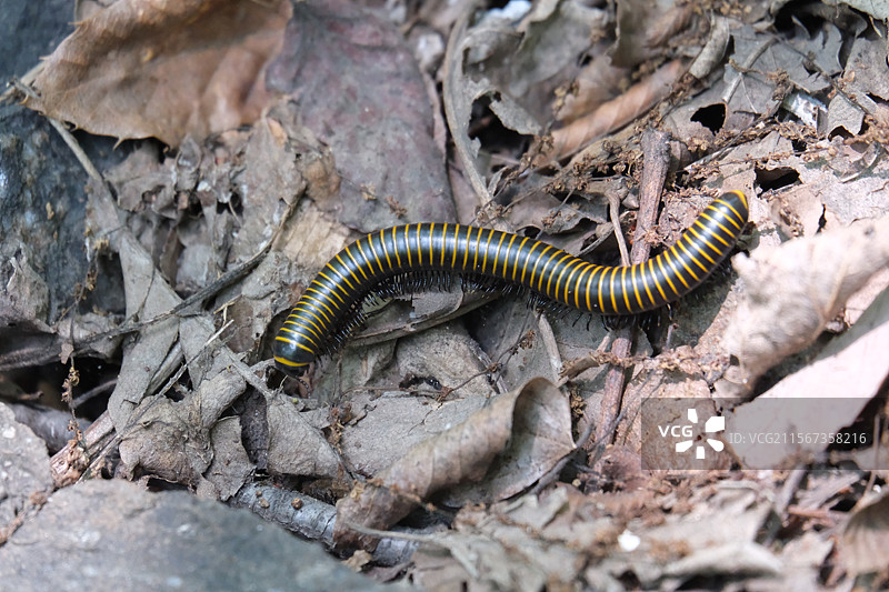 高清背景图。高清风景。高山上枯叶丛里的大马陆。微距特写图片素材