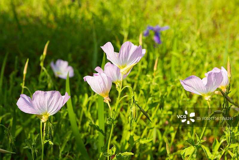 粉紫色花朵在绿色草地上图片素材