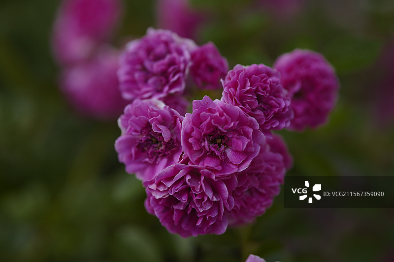 蔷薇花图片素材