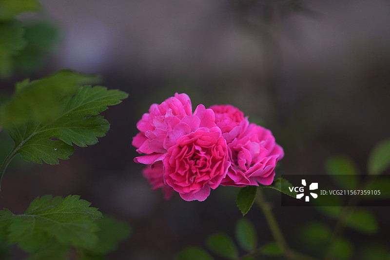 蔷薇花图片素材