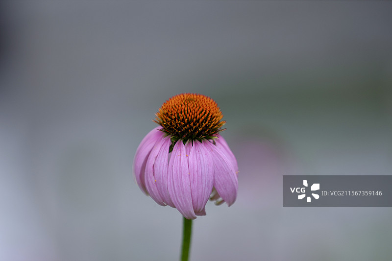 松果菊图片素材