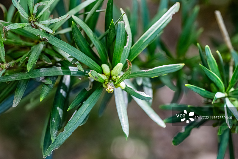 罗汉松 线状披针形树叶 上海浦东世纪公园植物图鉴图片素材