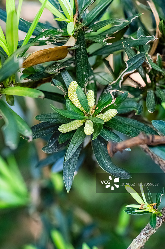 罗汉松 穗状雄花 花蕊和线状披针形树叶 上海浦东世纪公园植物图鉴图片素材