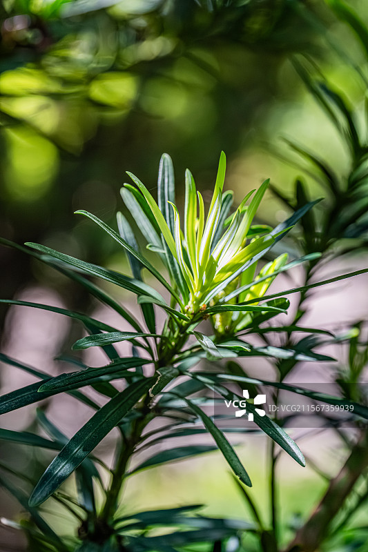 罗汉松 线状披针形树叶 上海浦东世纪公园植物图鉴图片素材