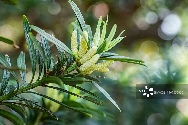 罗汉松 穗状雄花 花蕊和线状披针形树叶 上海浦东世纪公园植物图鉴图片素材