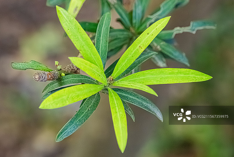 罗汉松 线状披针形树叶 上海浦东世纪公园植物图鉴图片素材