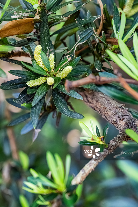 罗汉松 穗状雄花 花蕊和线状披针形树叶 上海浦东世纪公园植物图鉴图片素材