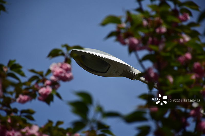 蓝天下开花植物路灯的低角度视图图片素材