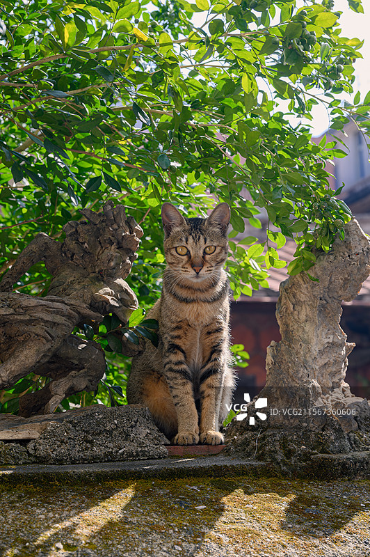 厦门集美大社街拍平台绿影｜狸花猫与石块的自然凝视图片素材