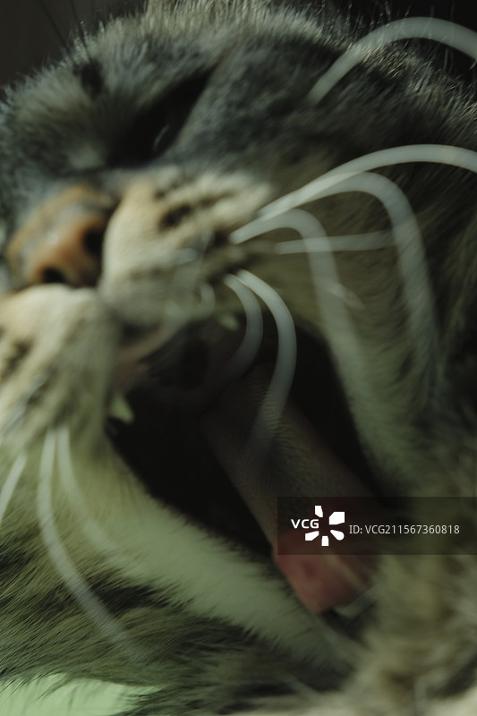 张嘴打哈欠的狸花猫特写。胡须。舌头。宠物头像。宠物猫。斑纹猫图片素材