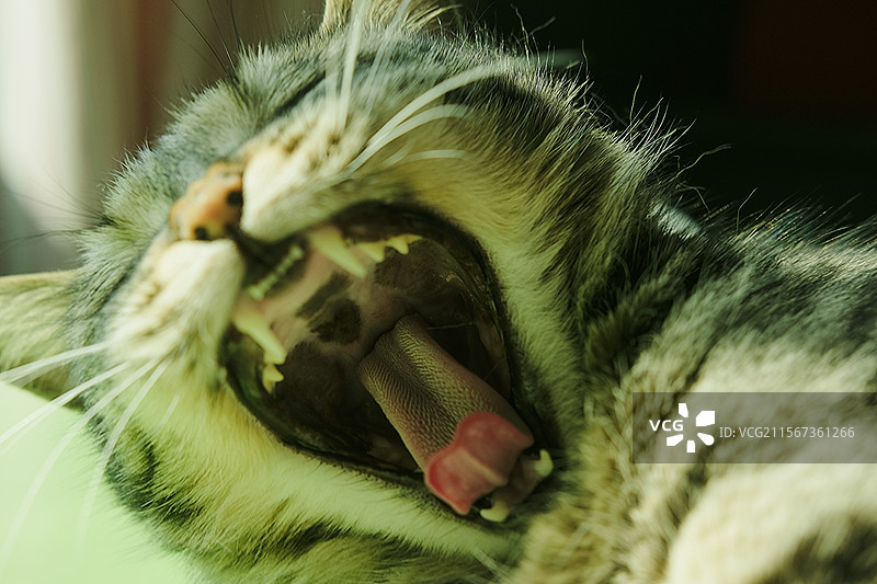 张嘴打哈欠的狸花猫特写。胡须。舌头。牙齿。宠物头像。宠物猫图片素材