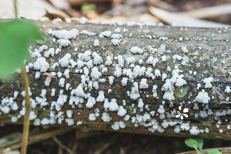 木头上的白色菌类特写图片素材