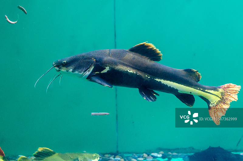 亚马逊雨林的红尾护头鲿鱼图片素材