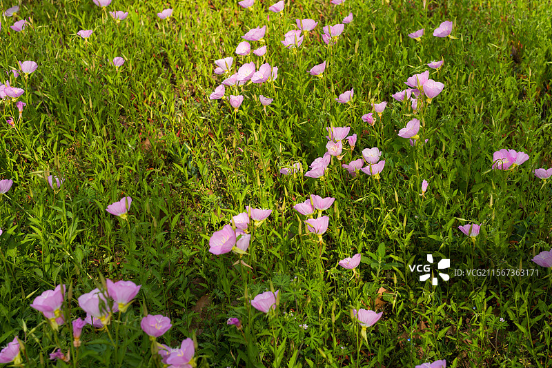 粉红色花朵在绿色植物中图片素材