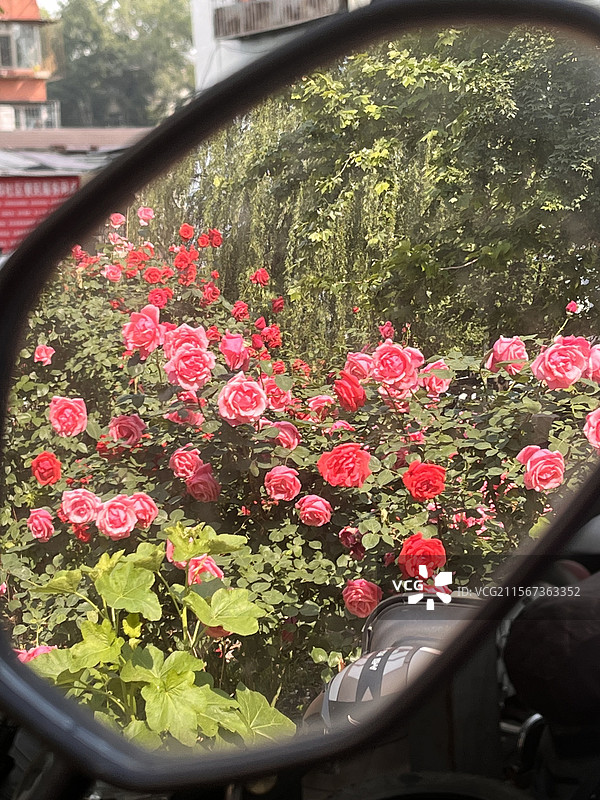 镜中花园图片素材