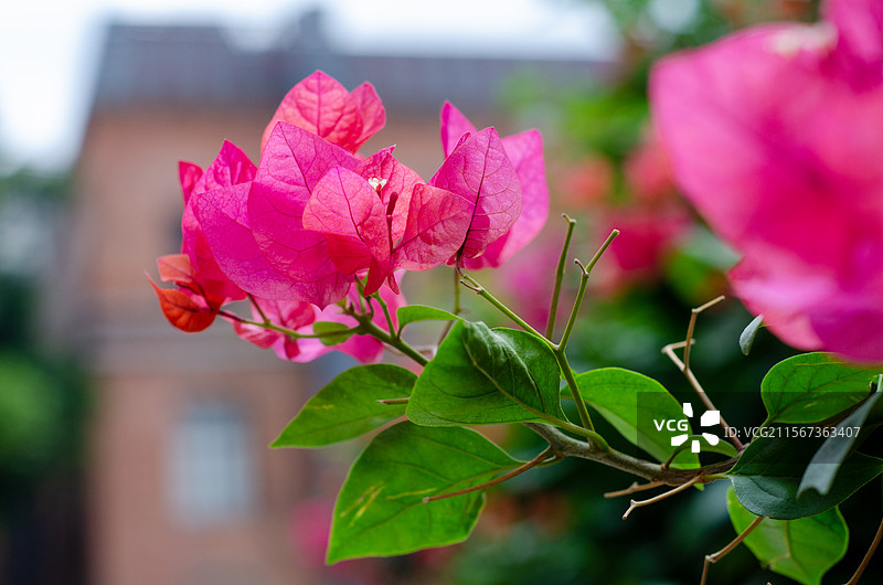 福州青年会的一簇鲜红的叶子花特写图片素材