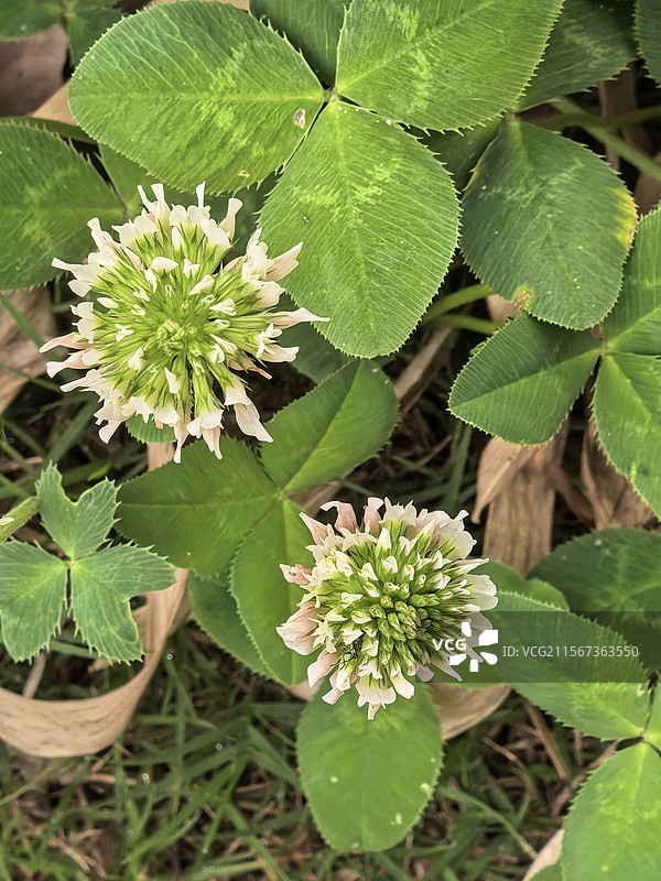 白车轴草花朵图片素材