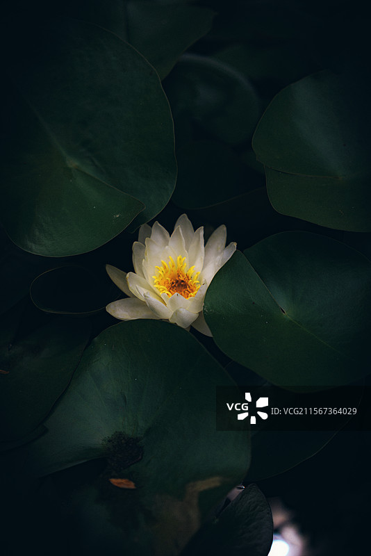 白莲花图片素材
