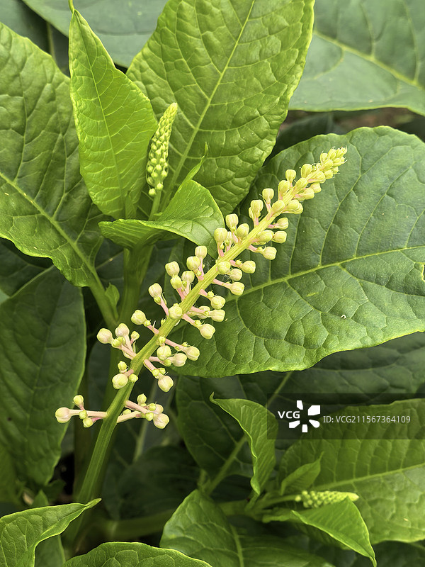 商陆花序图片素材