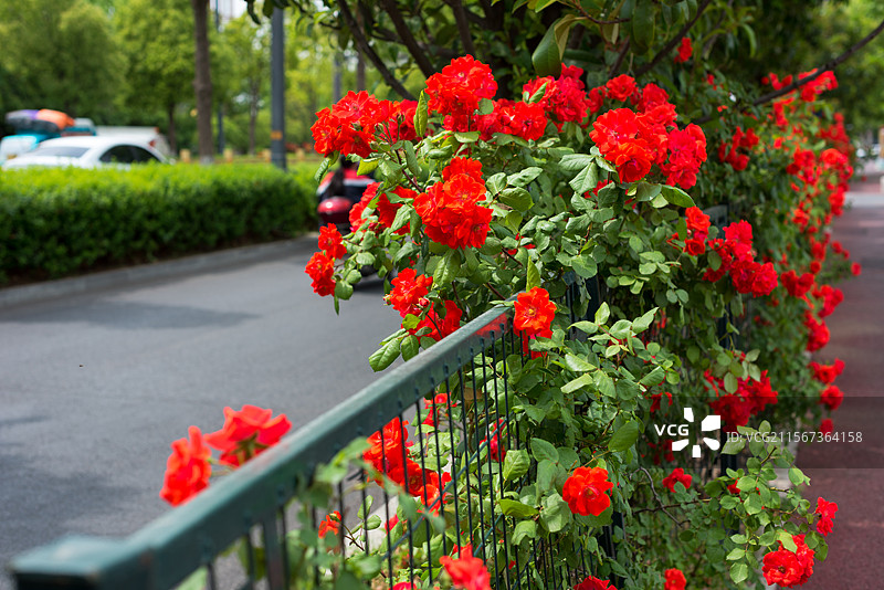 盛开的蔷薇花月季花图片素材