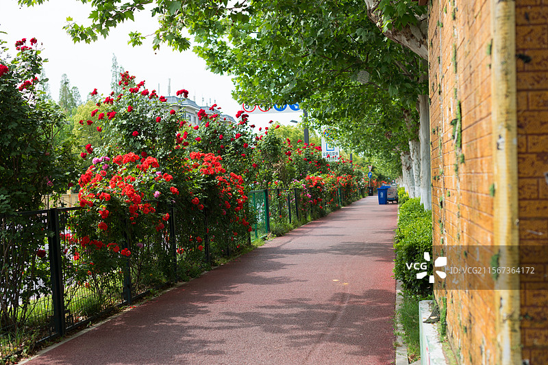 盛开的蔷薇花月季花图片素材
