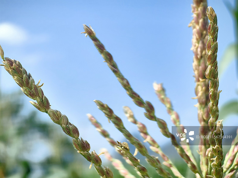 玉米穗玉米花穗玉米地图片素材