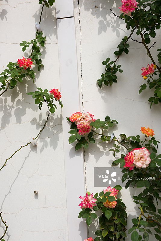 爬在白墙面上盛开的蔷薇花图片素材