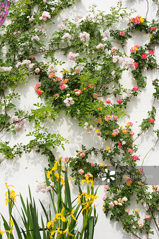 爬在白墙面上盛开的蔷薇花图片素材