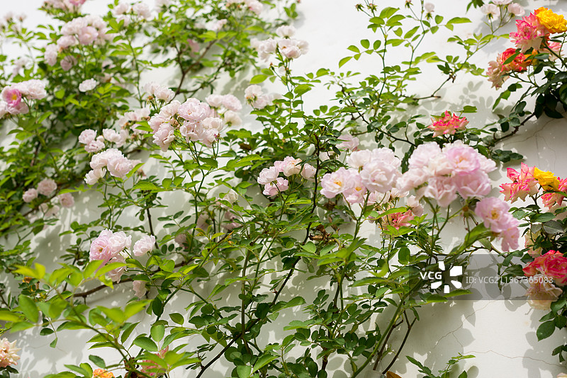 爬在白墙面上盛开的蔷薇花图片素材